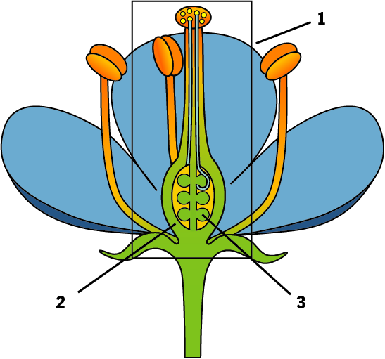 1. Pistil. 2. Ovaire. 3. Ovule.