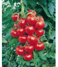 Graines de Tomate Diplom F1