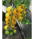 Graines de Tomate Golden Pearl F1