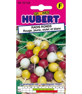 Radis Couleur Mix Saxa, Zlata, Viola et Albena