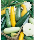 Graines de Courgettes et Pâtissons en mélange format ECO