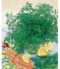 Disque Présemé d'un Mélange de Graines Aromatiques - Persil frisé - Basilic - Ciboulette - Roquette - Aneth