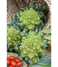 Graines de Chou-Fleur Romanesco 