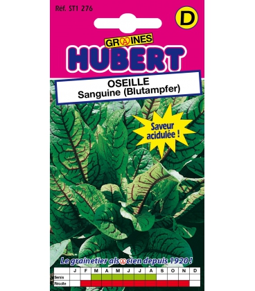 Oseille Sanguine (Blutampfer)