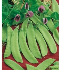 Graines de Pois mangetout Norli