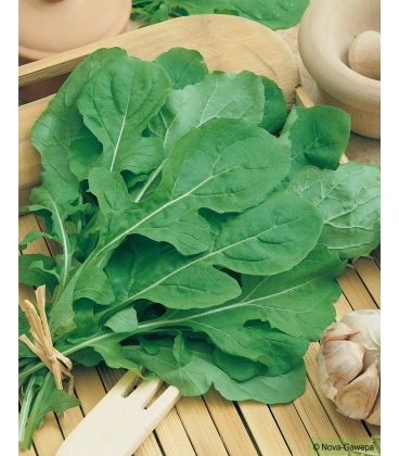 Graines de Roquette Cultivée (Rauke)
