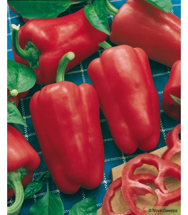 Graines de Poivron Reina F1