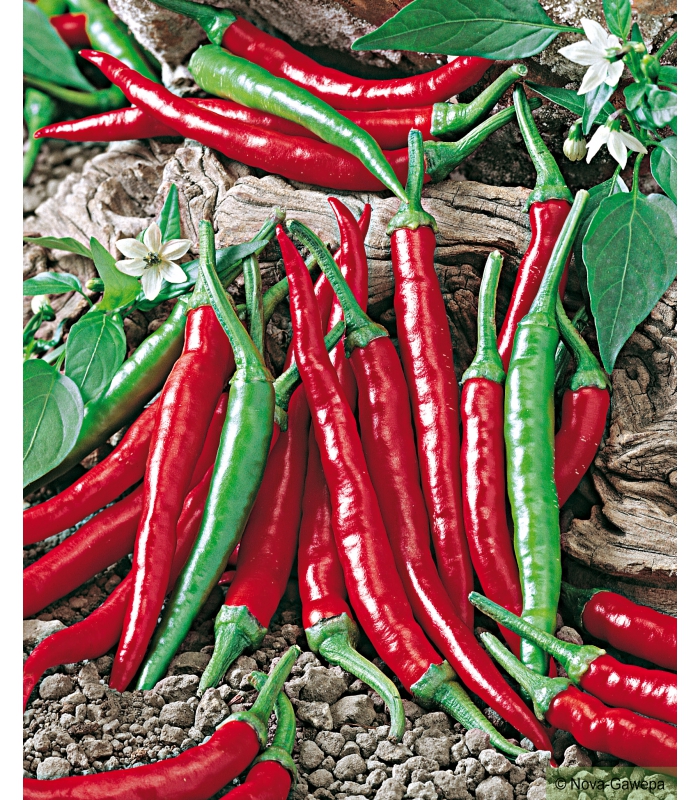 Piment de Cayenne rouge – La banque de graines