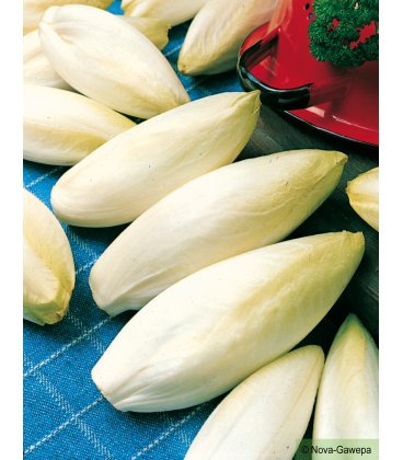Graines de Chicorée Endive Witloof Zoom F1