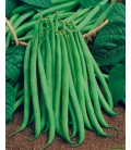 Graines de Haricot mangetout nain Delinel