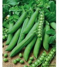 Graines de Pois Primdor 60 cm