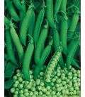 Graines de Pois petit provencal Format ECO