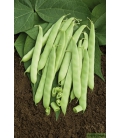 Graines de Haricot nain mangetout Dulcina