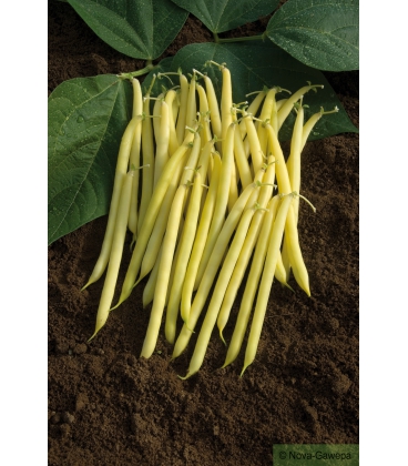 Graines de Haricot Nain Fructidor