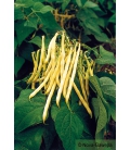 Haricot Beurre Mangetout Nain Golden Teepee