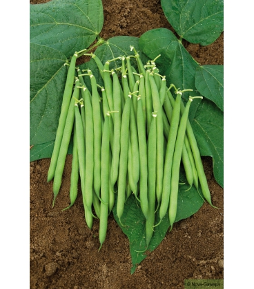 Graines de Haricot Nain Sansoucy