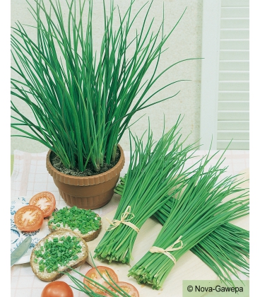 Graines de Ciboulette Nelly