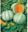 Graines de Melon Charentais