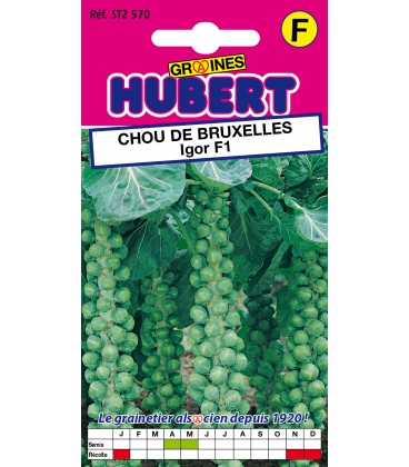 Chou de Bruxelles Igor F1