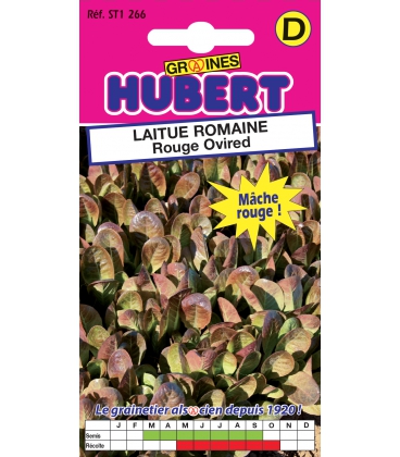 Laitue Romaine Rouge Ovired