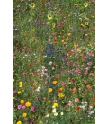 Graines de Fleurs Annuelles Pour Oiseaux Format ECO