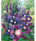 Graines de Fleurs pour Bouquets Bleus