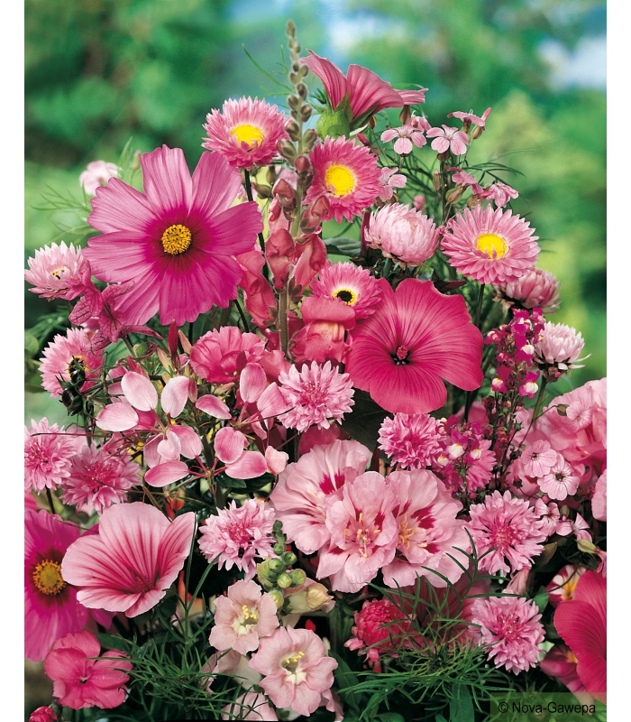 https://www.graines-hubert.com/2398-thickbox_default/graines-de-fleurs-pour-bouquets-roses.jpg