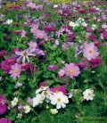 Graines de Fleurs d'Eté en Mélange - Eternel Féminin - ECO