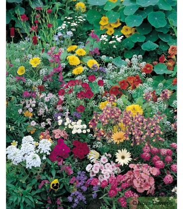 Graines de Fleurs Annuelles Naines pour Bordures et Rocailles - Format ECO