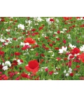 Mélange de graines Tapis Vanille Fraise -  Format ECO