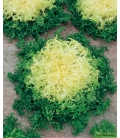 Graines de Chicorée Frisée de Meaux