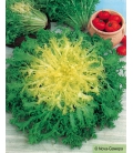 Graines de Chicorée Frisée de Ruffec