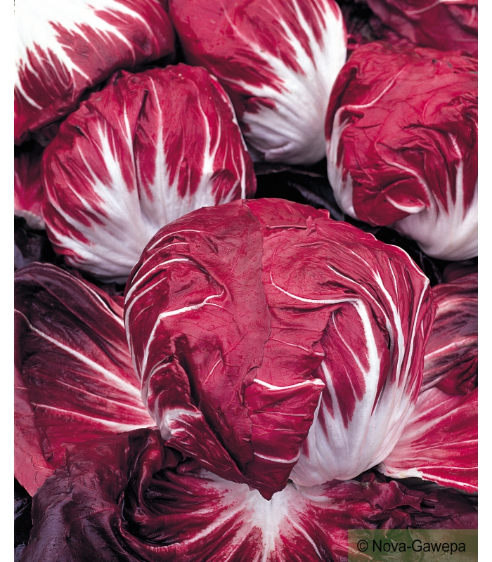 Graines de Chicorée Rouge de Vérone - Radicchio en sachet de 2 grammes