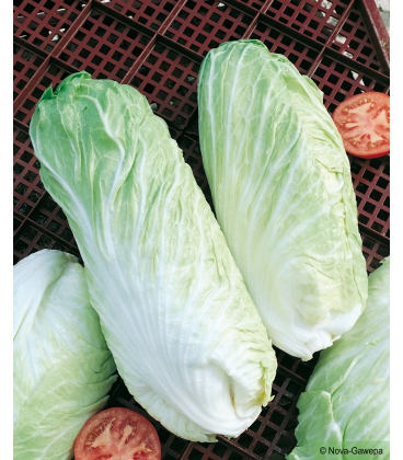 Graines de Chicorée à Feuilles Ameliorée Pain de Sucre "Zuckerhut"