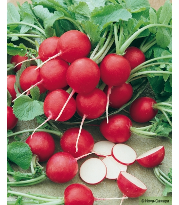 Graines de Radis Jolly