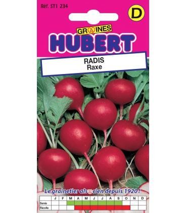 Radis Raxe