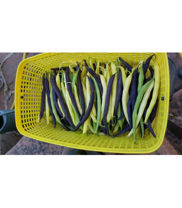 Graines de Haricot Nain en mélange Castandel - Amethyst - Fructidor