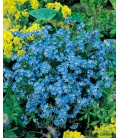 Graines de Myosotis Nain Compact Bleu Ultra Marine Vergissmeinnicht