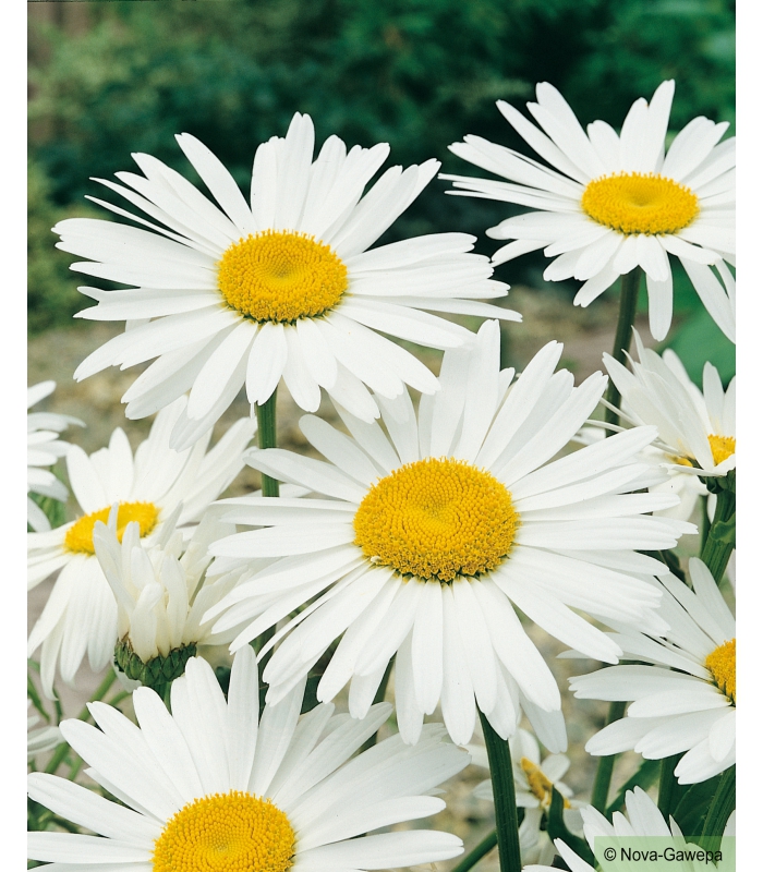 graines a semer de Chrysantheme Alaska Grande Marguerite Blanche