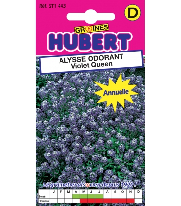 Alysse Odorant Violet Queen