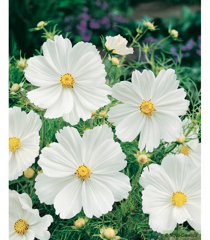 graines a semer de Cosmos Sensation Purity blanc pur