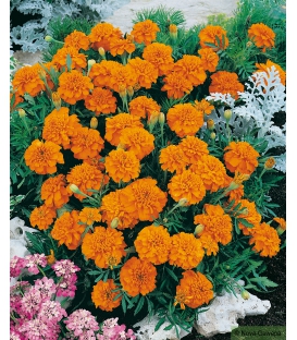 Rose d'Inde Naine Double Cupidon Orange Vif