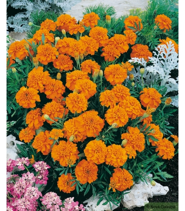 Rose d'Inde Naine Double Cupidon Orange Vif