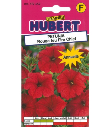 P&eacute;tunia Nain Rouge Feu Fire Chief