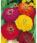 Graines de Zinnia Double Géant de Californie Varié © Image protégée téléchargement interdit !