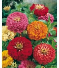 Zinnia Double Robusta à Fleur Géante Varié © Image protégée téléchargement interdit !