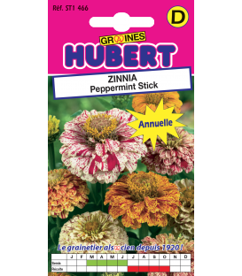Zinnia Peppermint Stick &copy; Image prot&eacute;g&eacute;e t&eacute;l&eacute;chargement interdit !