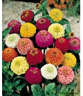 Graines de Zinnia Pompon Lilliput Double Varié © Image protégée téléchargement interdit !