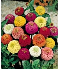 Zinnia Pompon Lilliput Double Varié © Image protégée téléchargement interdit !