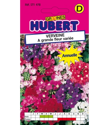 Verveine &agrave; Grande Fleur Vari&eacute;e